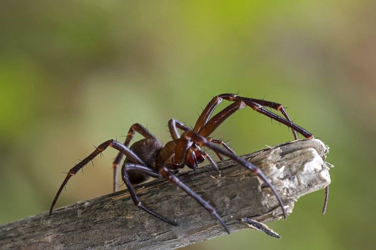 макро, насекомые, пауки,, Александр Земляной