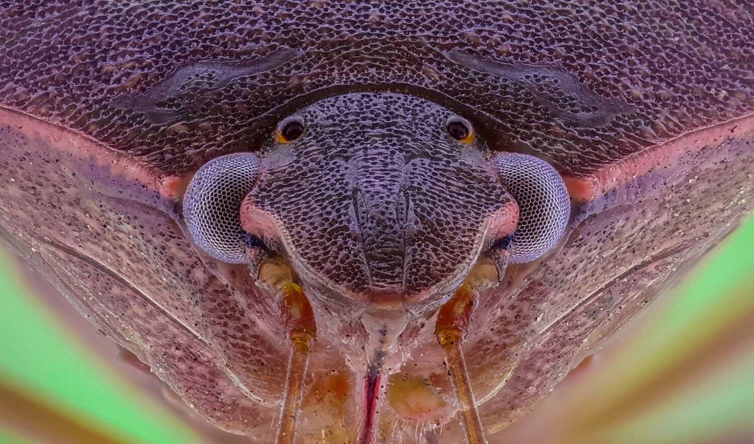 ceclii, macro, extrememacro, Tsvetan Ganev