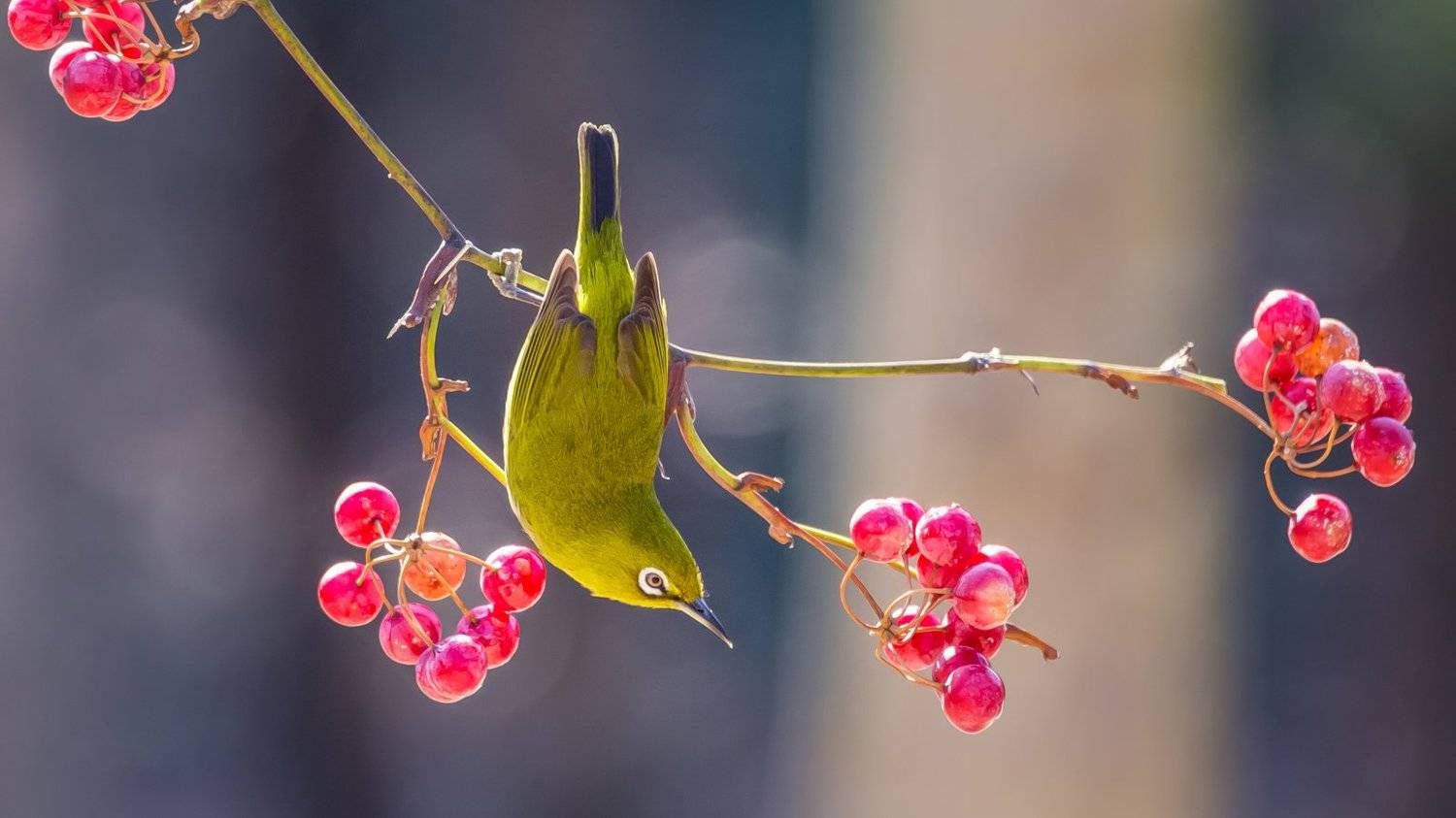 bird white eye winter feed nature Korea, Seo Tiger