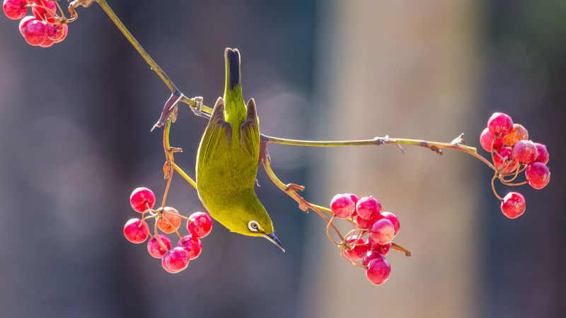 bird white eye winter feed nature Korea White eye фото превью