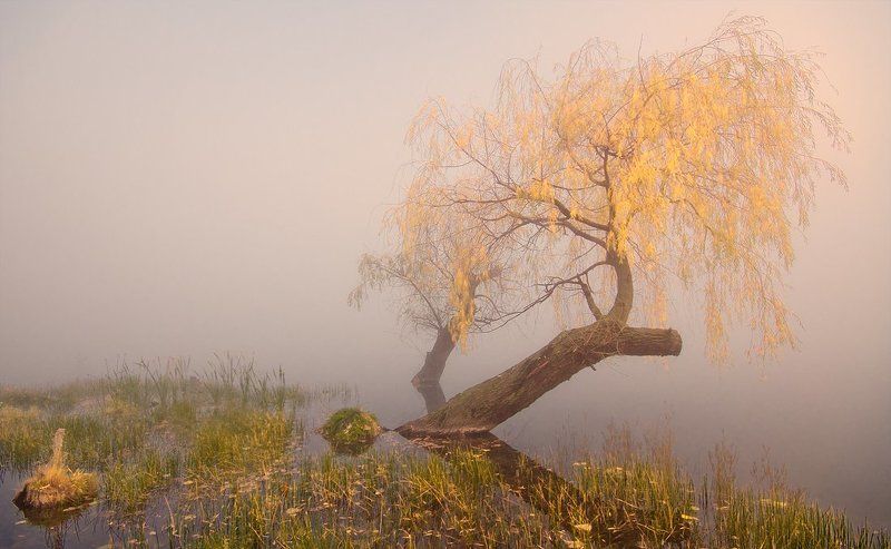 Foggy Autumn Morning