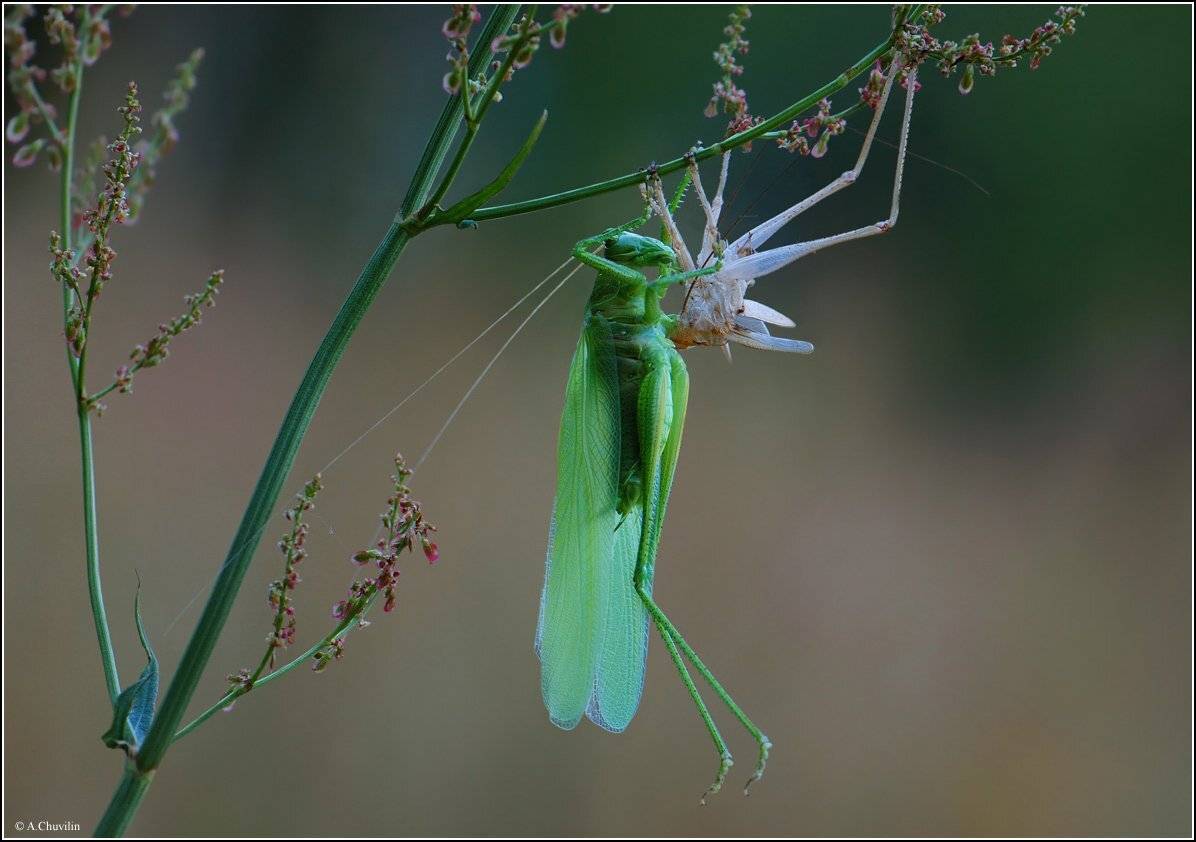 кузнечик,линька,июнь,сумерки, Александр Чувилин