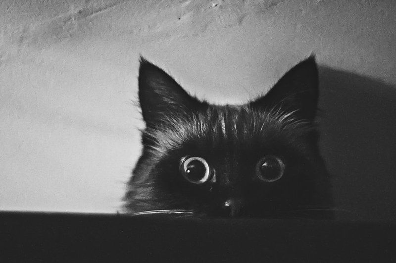 Boooo! фото превью