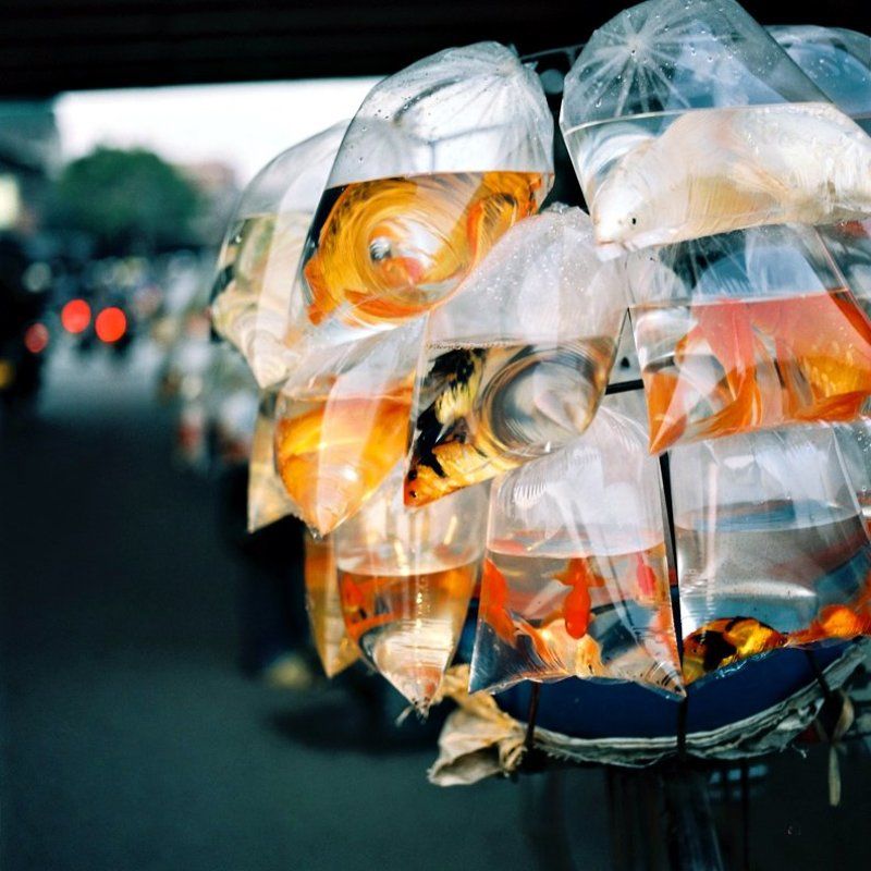 Gold-fish фото превью