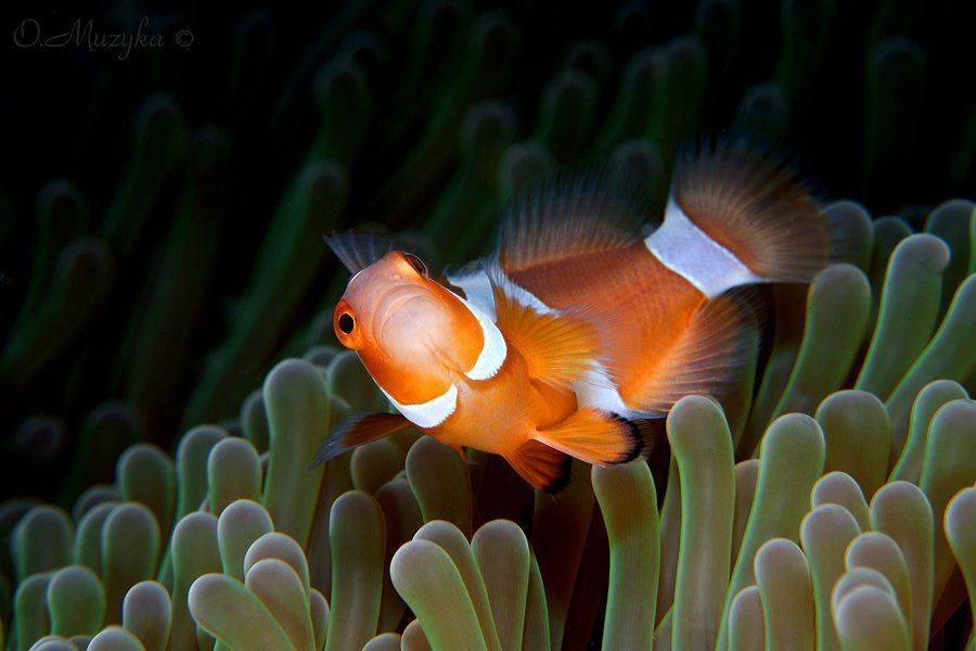 , Оксана Музыка