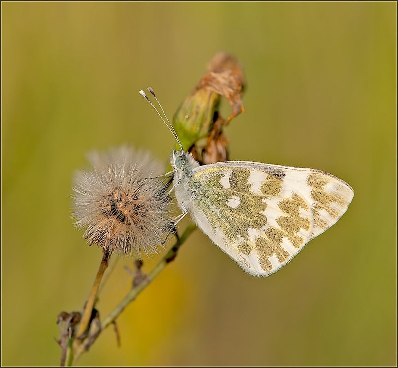 Цвета осени. фото превью