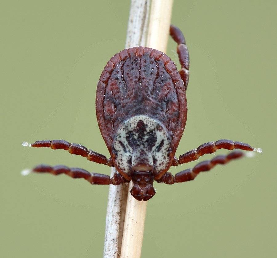 лесной, клещ, Сергей Таланов