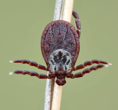 Кровный враг