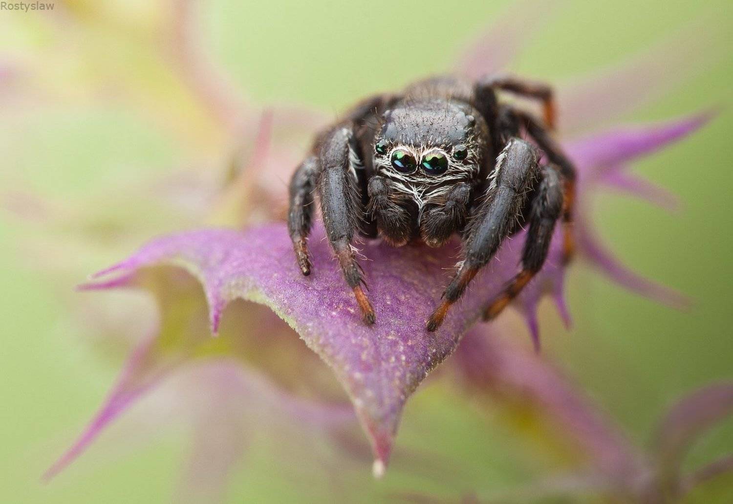 ростислав, Ростислав