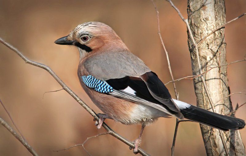 Застенчивая. фото превью