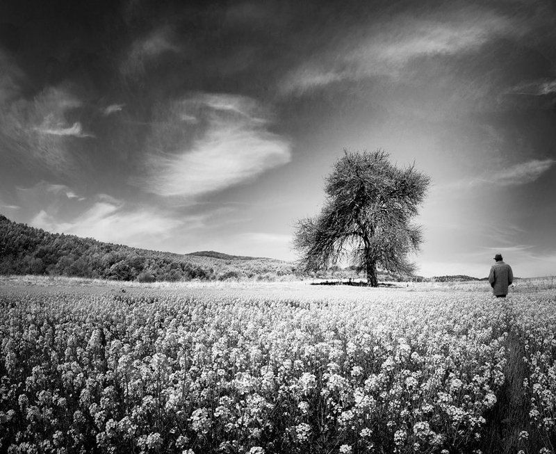 The Tree of my Memories фото превью