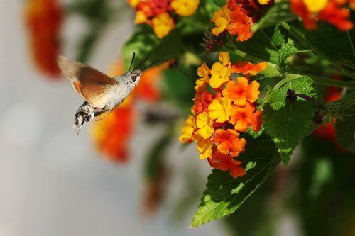 Macroglossum