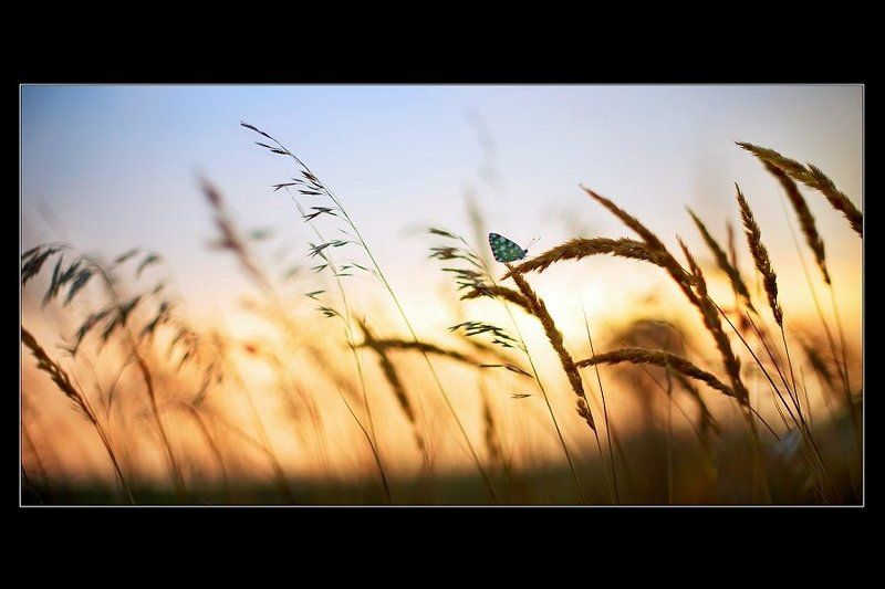 бабочка, вечер, лето, август Августовский вечер фото превью