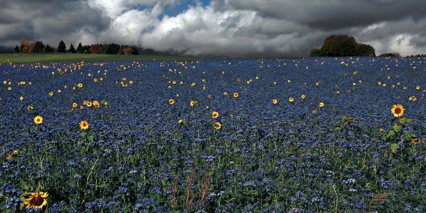 swiss, Матвеев Николай