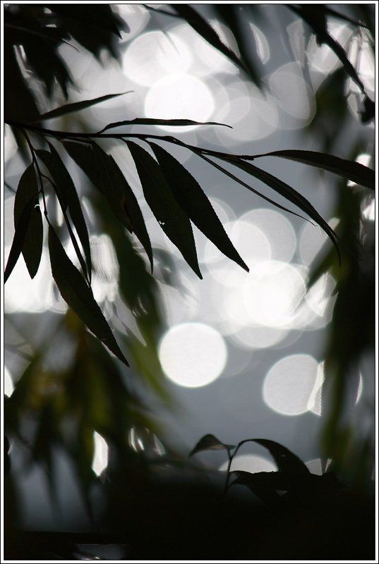 блик, бокэ *~*~* фото превью