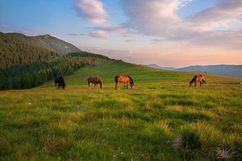 *** фото превью