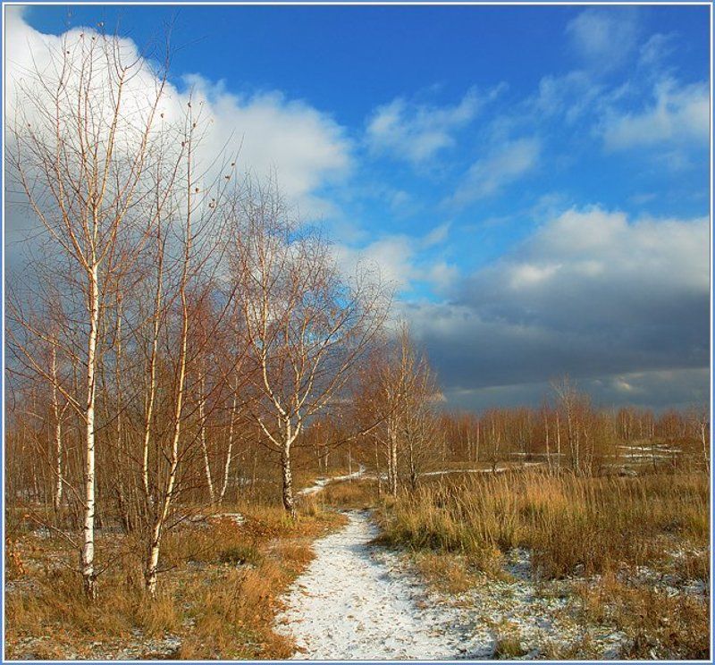 Березки фото превью