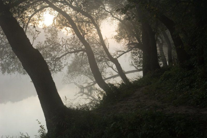 утро, деревья, река, десна, туман, восход, тропинка Отклонение от курса фото превью