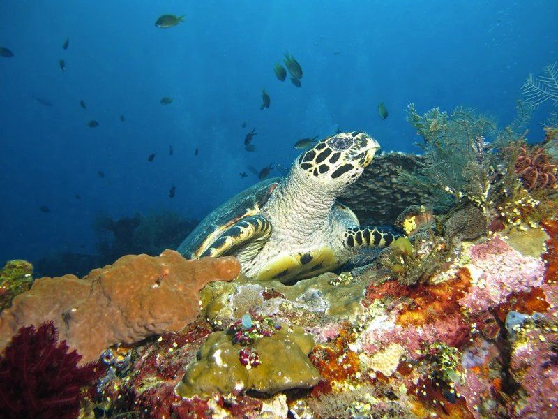 кораллы , подводная фотография , underwater , Очарование фото превью