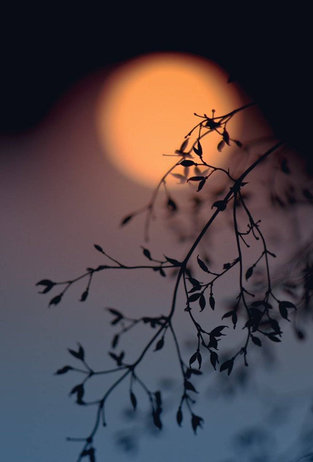 , Татьяна Аверина