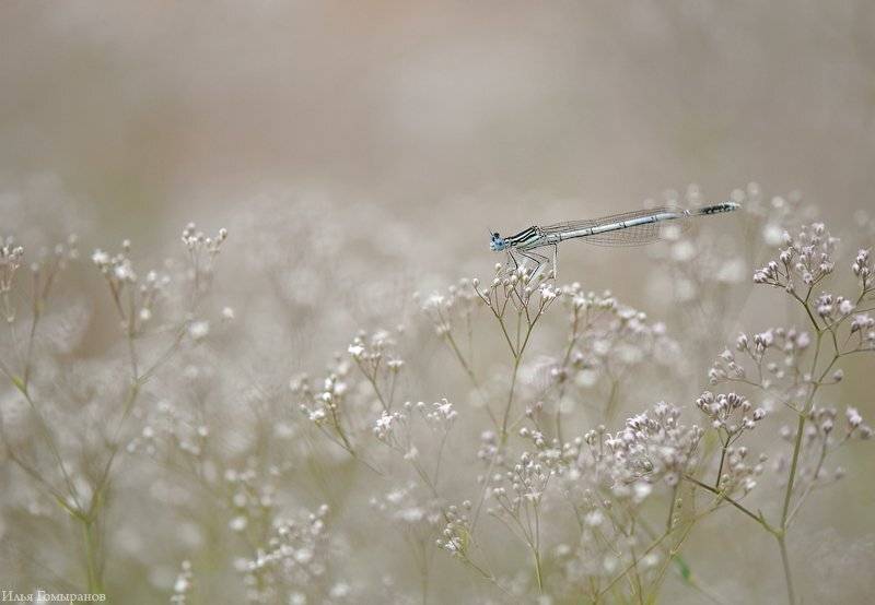 , Илья Гомыранов