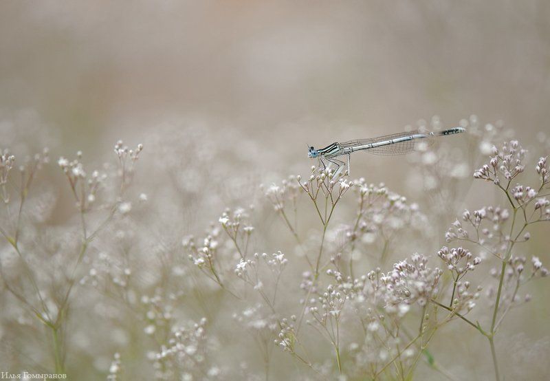 White фото превью