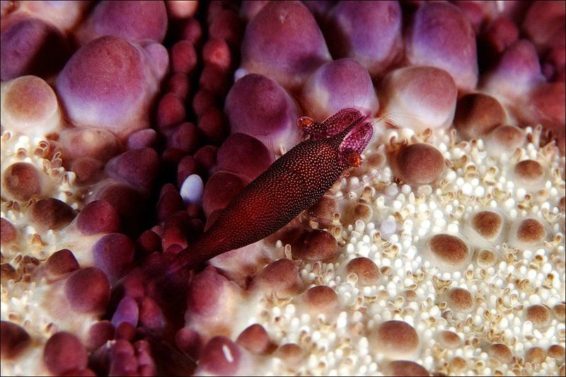imperial, shrimp, sipadan, underwater, star Imperial shrimp фото превью
