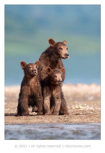 Братья Медведьевы