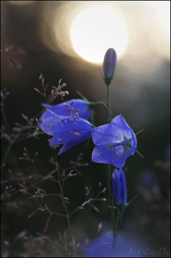 колокольчик, Ковалевич А.