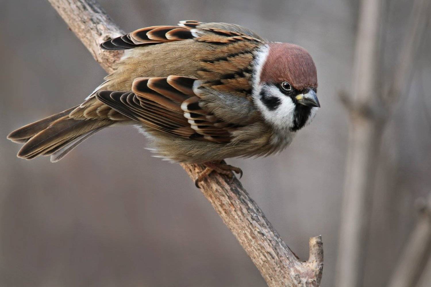 , Зоя Лаптева