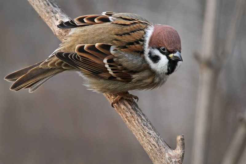 Не в настроении я! Понятно?! фото превью