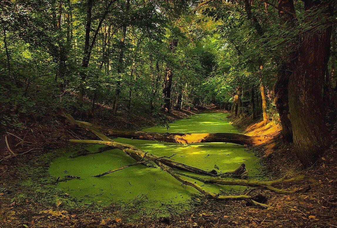 , Игорь Мелекесцев