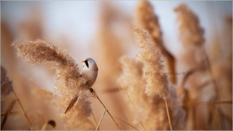 усатая, синица, Татьяна Жеребцова