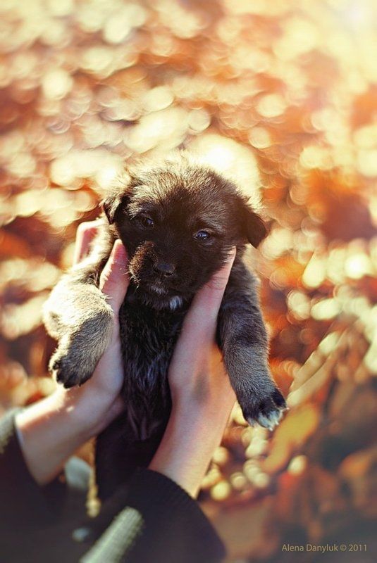 fluffy miracle... фото превью