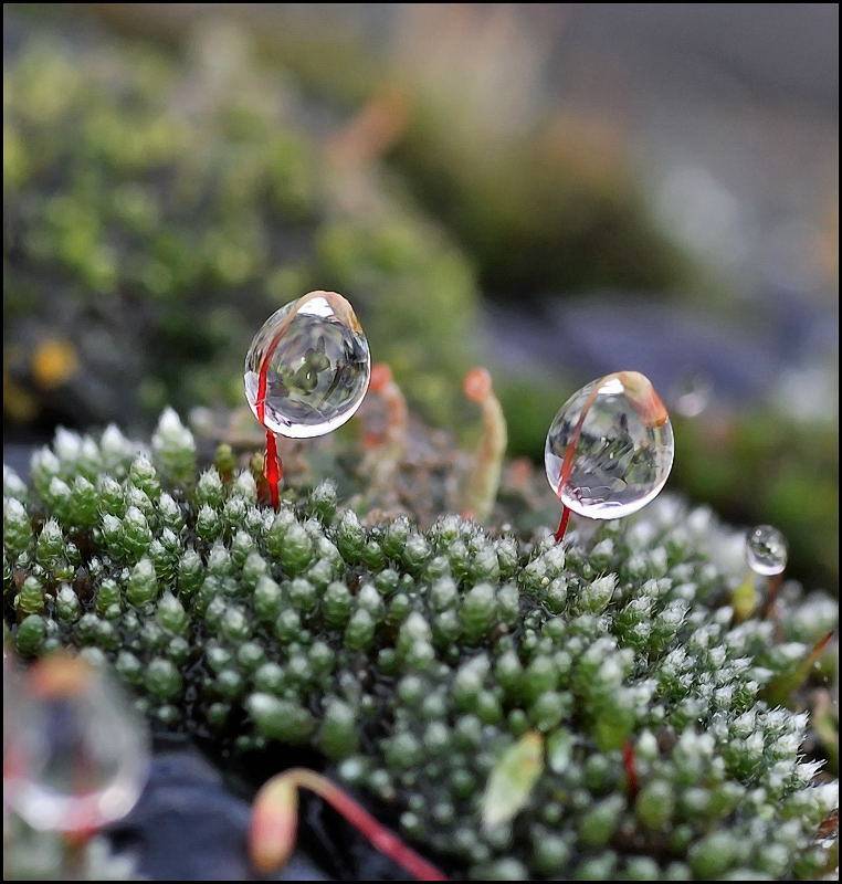 , Андрей Осокин