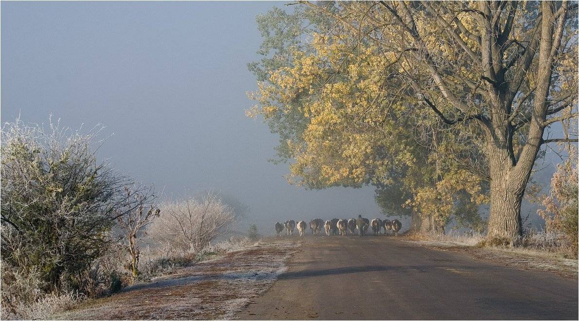 , Николай Шахманцир