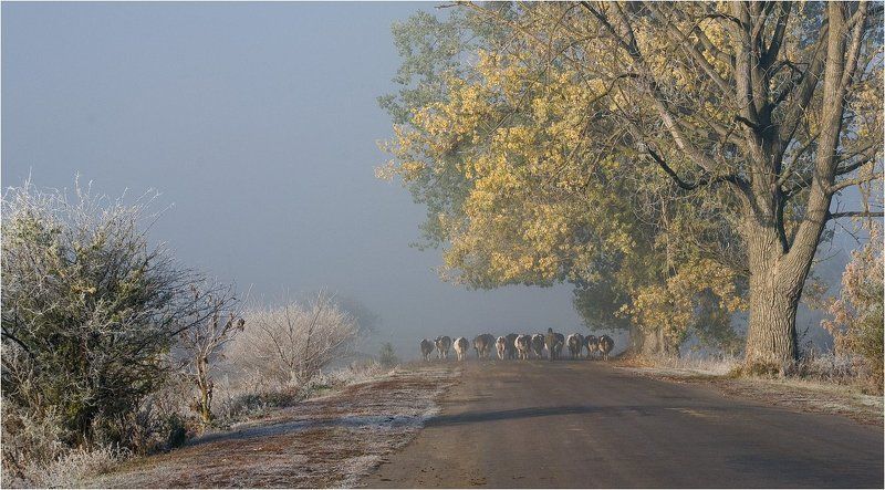 -на пастбище... фото превью
