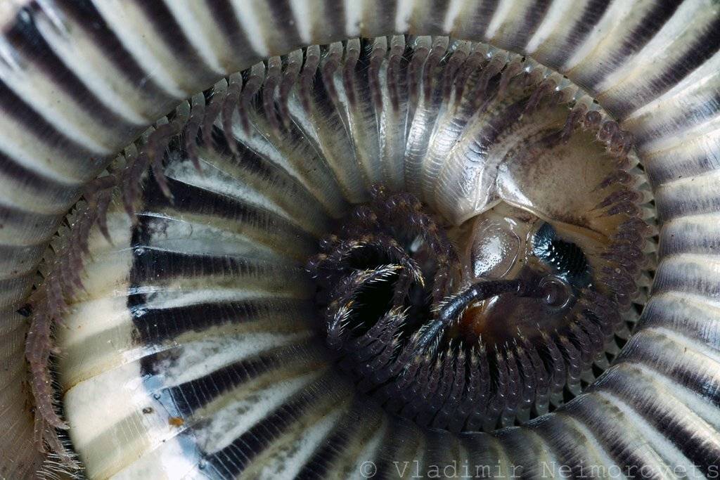 краснодарский край, северо-западный кавказ, папай, north-west caucasus, krasnodar territory, papai, макро, macro, pachyiulus foetidissimus muralewicz 1907, кивсяк белый, кивсяк, julidae, pachyiulus, Vladimir Neimorovets