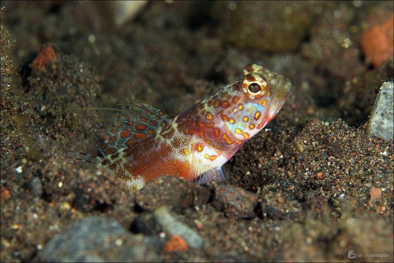 underwater, fish, bali, island, indonesia На стрёме фото превью