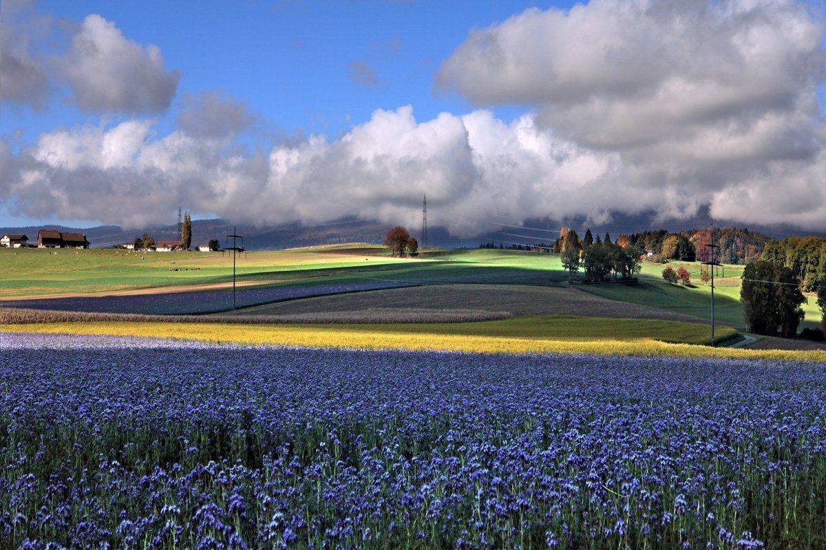 swiss, Матвеев Николай