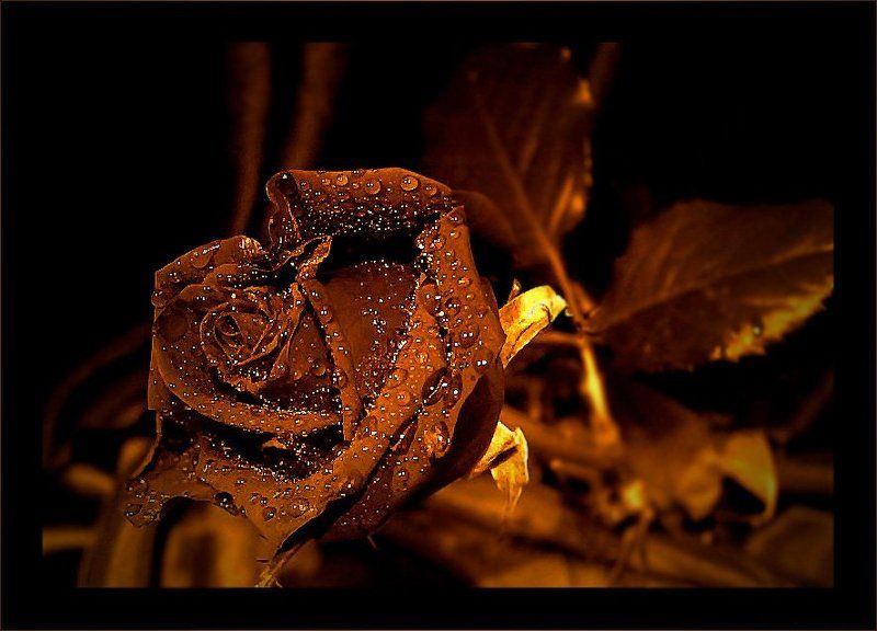 Золотая Роза фото превью