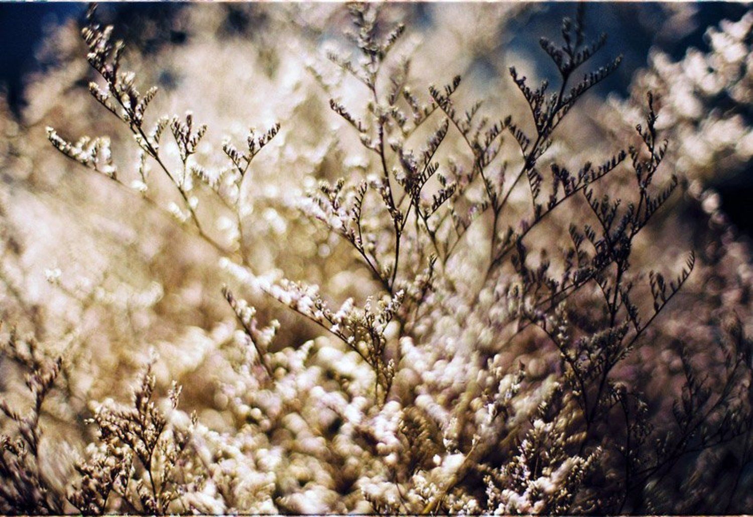 limonium, flower, Tuan Nguyen