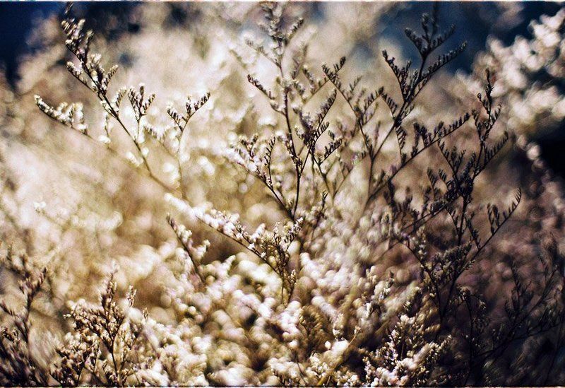 limonium, flower Limonium фото превью