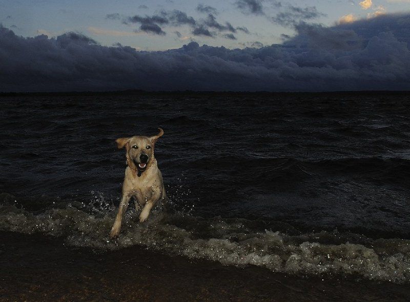 лабрадор, ника мой околофотографический попутчик фото превью