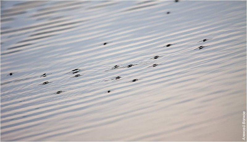 водомерки, gerridae Клопиные бега фото превью