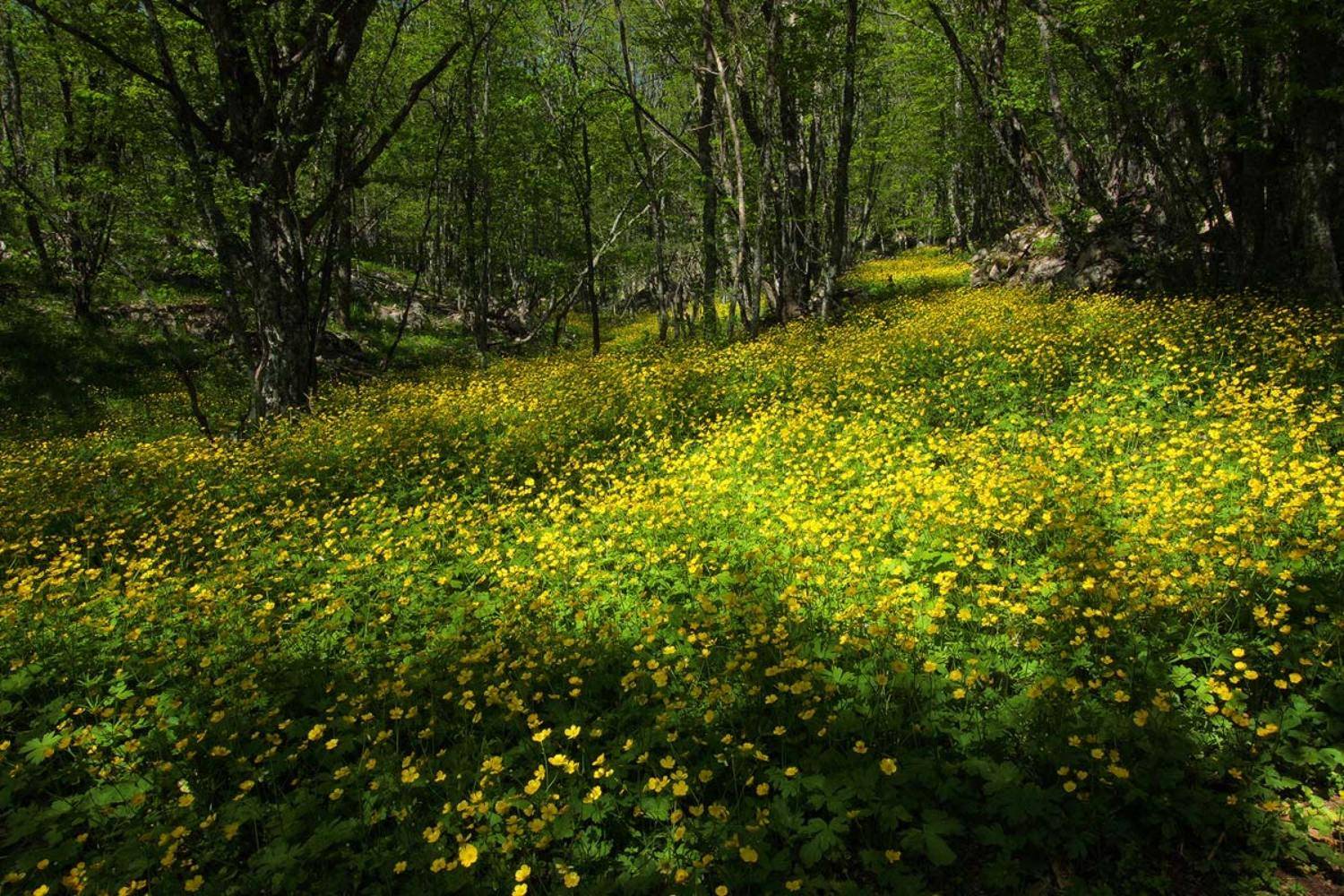 крим, урочище, карадагський, ліс, Розалія
