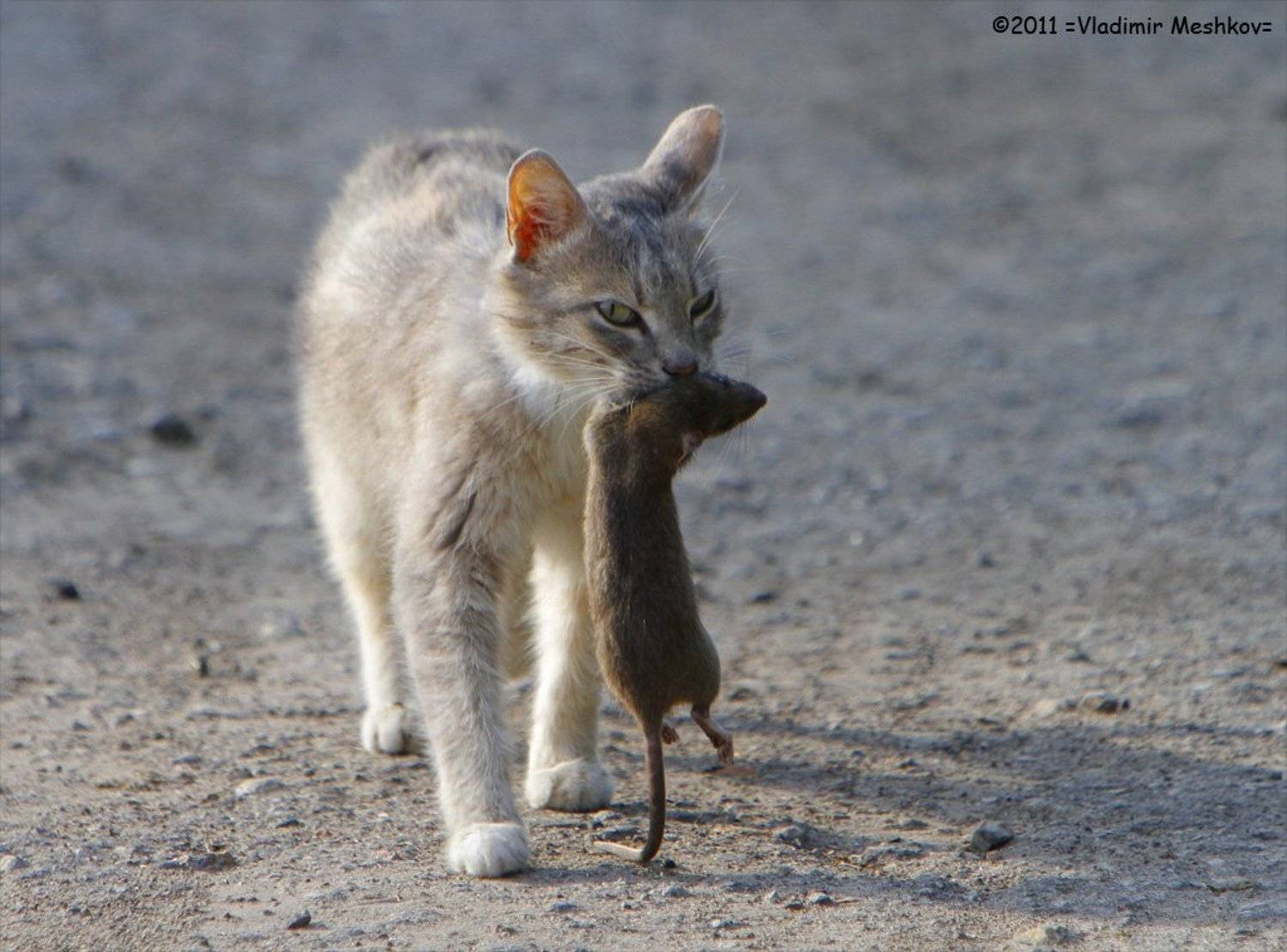 , &copy; =Vladimir Meshkov=