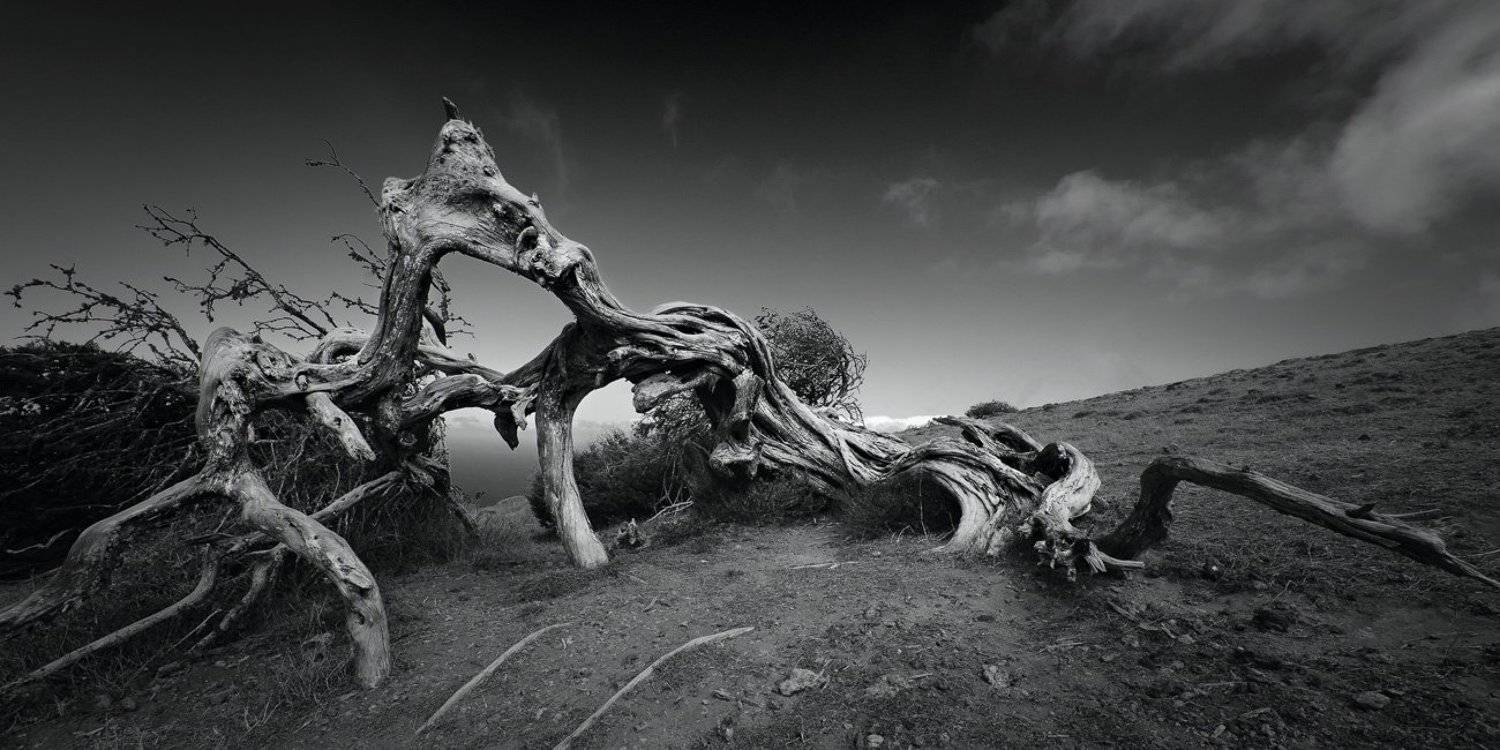 битва драконов, Дерево, Канарские острова, канары, Коряга, можжевельник, Пейзаж, Природа, сабина, Чёрно-белые, эль йерро, Александр Константинов