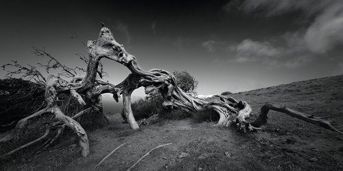 Битва драконов