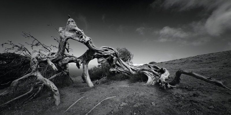 битва драконов, Дерево, Канарские острова, канары, Коряга, можжевельник, Пейзаж, Природа, сабина, Чёрно-белые, эль йерро Битва драконов фото превью